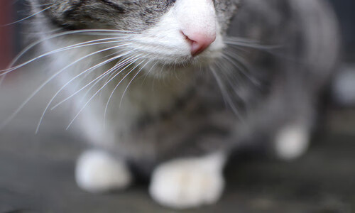 里程碑的铭刻者与被踏平的王朝,字母哥与灰熊的双重奏