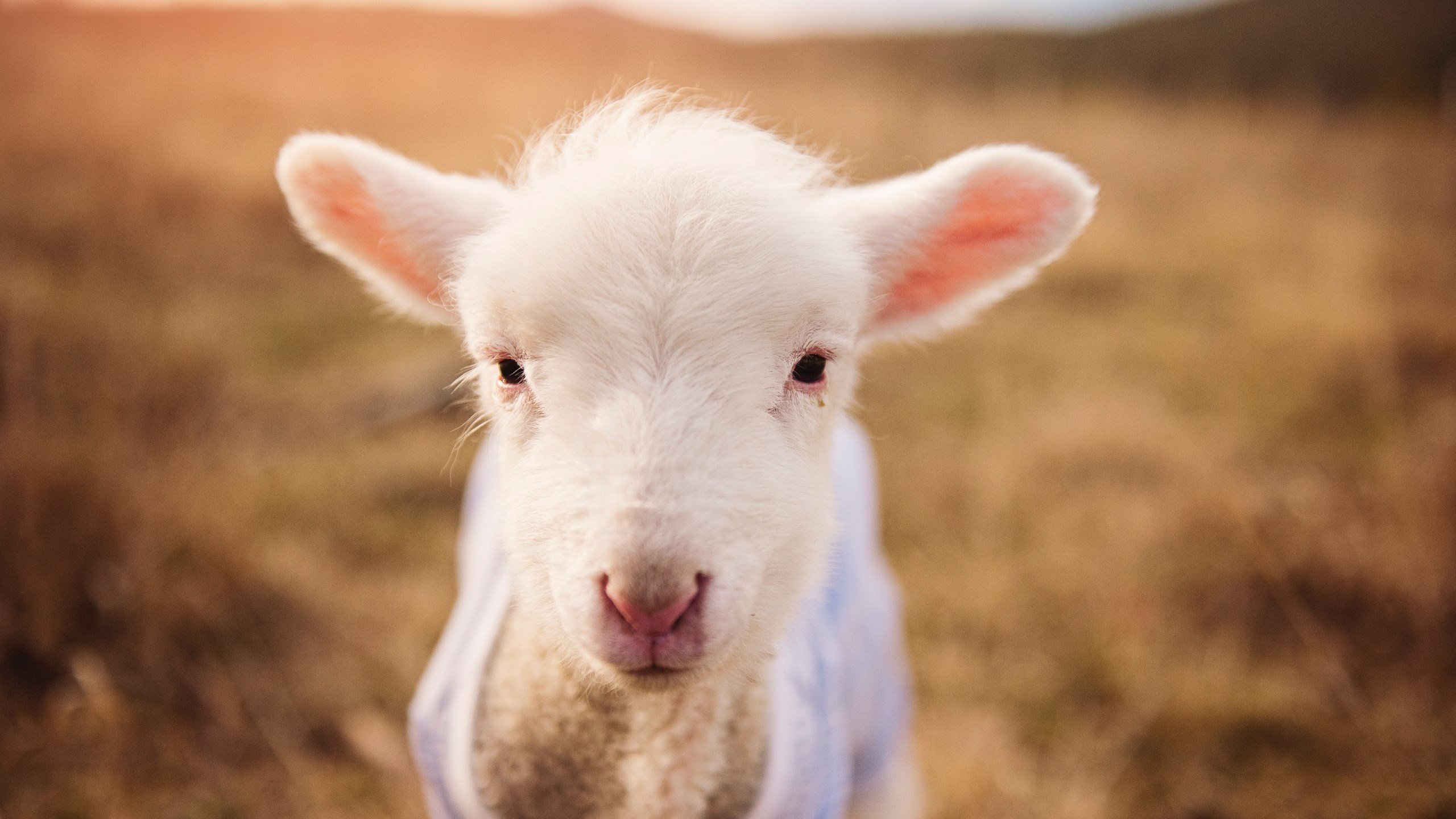 冷门之夜，莱奥刺穿蓝军，亚特兰大书写草根逆袭新篇章