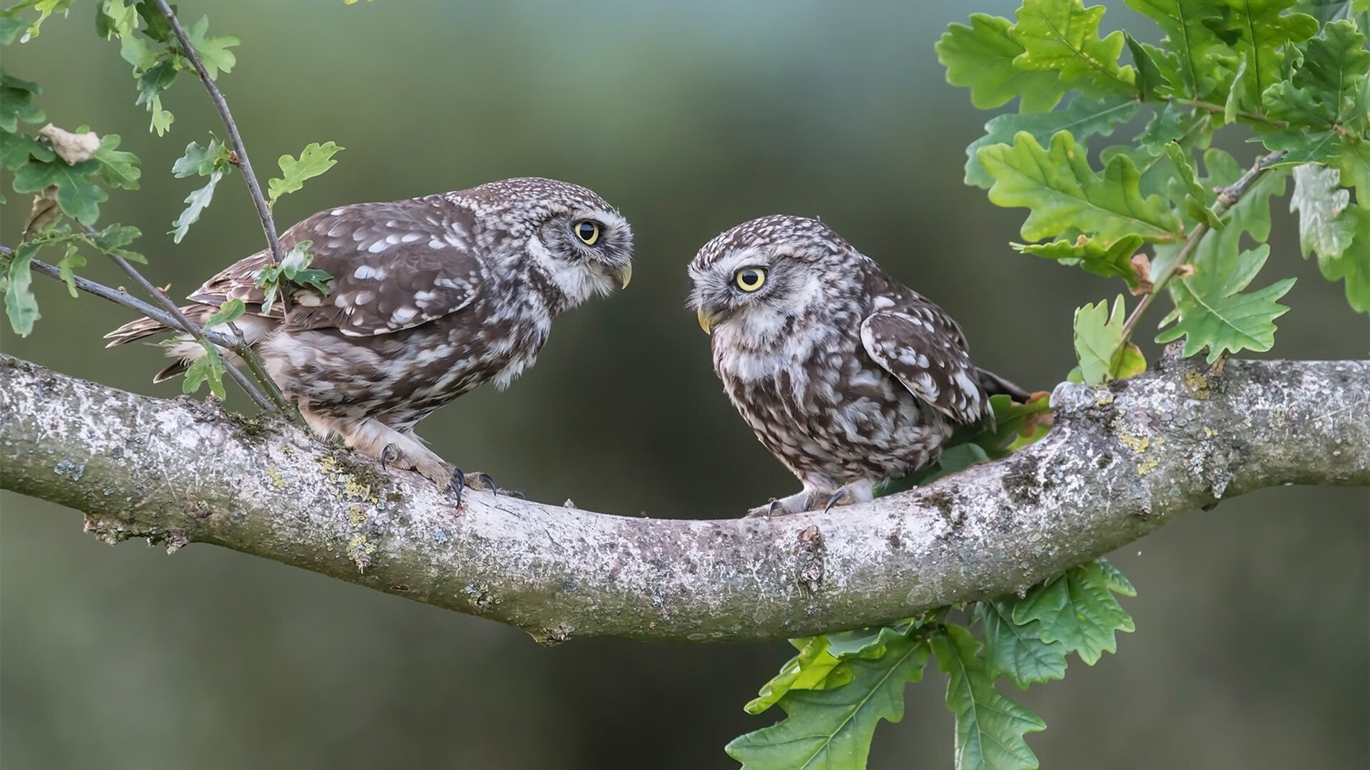 霍勒迪奏响节奏交响曲，马刺主场力克步行者