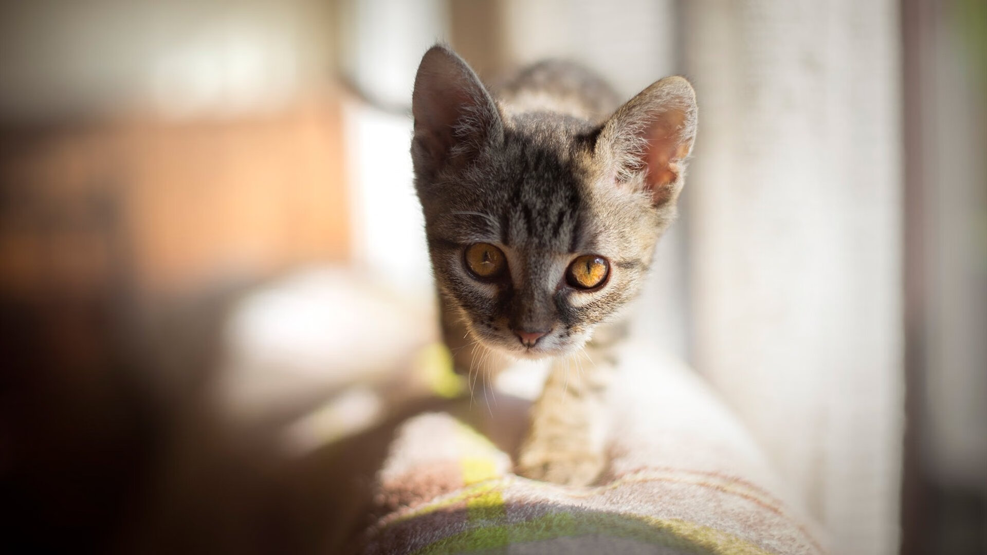 开云体育app-轰垮内线！锡安赛后评分拉满，掘金对阵热火一战凸显统治力