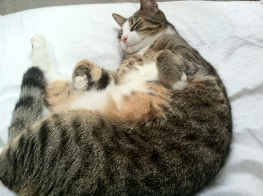 开云下载-北非雄狮震撼世界！摩洛哥3-0横扫瑞典，阿坎吉攻防统治全场