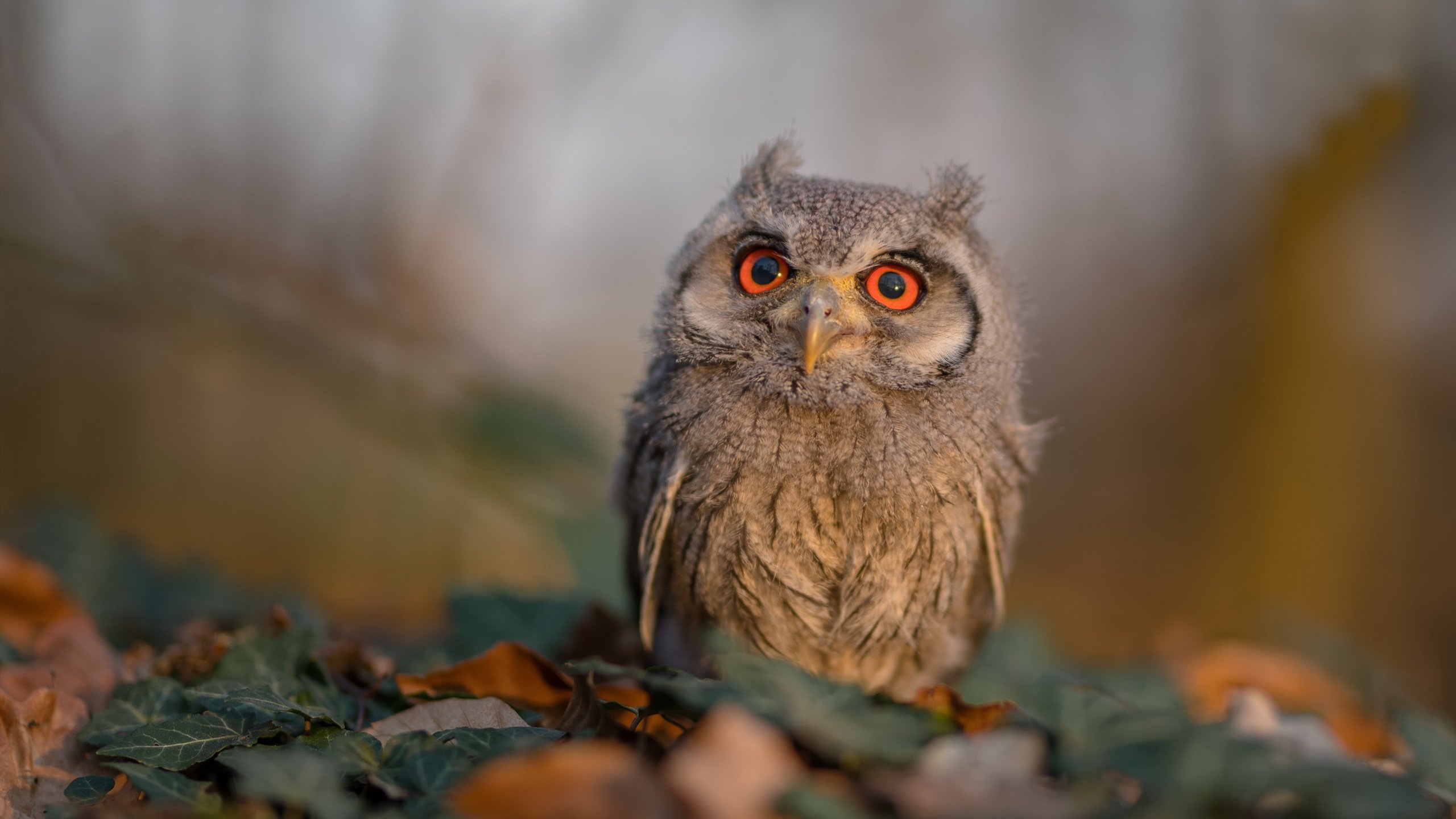 开云体育平台APP-猛龙鏖战突围黄蜂，哈利伯顿闪耀大场面先生本色