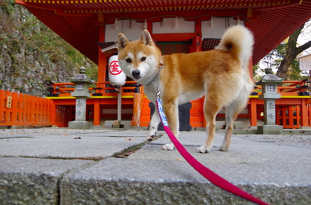 开云体育下载-末节逆转！伊朗凭借阿劳霍关键表现带走奥地利