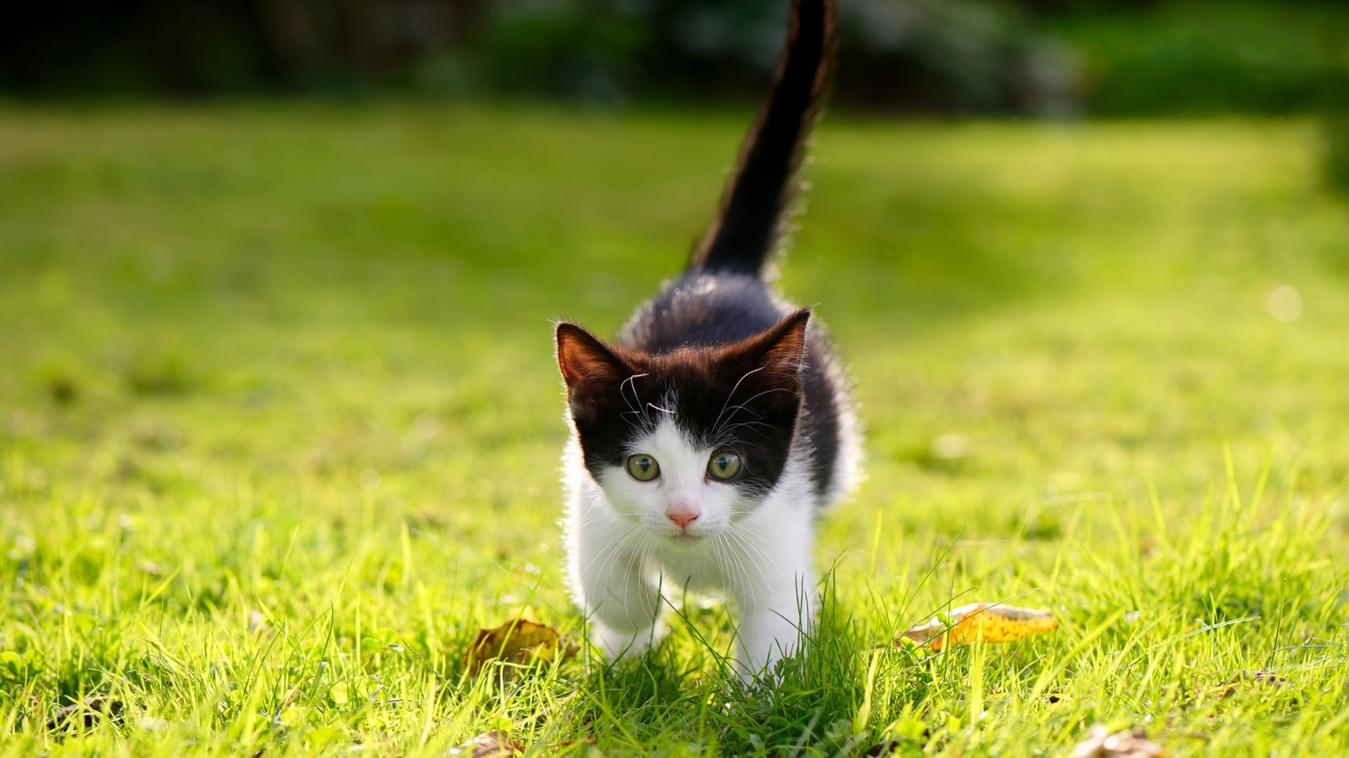 冰火淬炼，当冰川铁骑迎战非洲雄狮，本泽马在另一片战场完成加冕