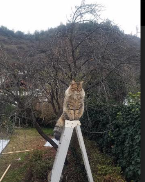 魔术冲垮山西防线，杰伦·格林加冕硬仗之王