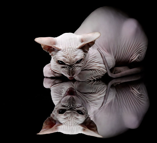 开云官网-森林狼封锁鹈鹕显防守威力，詹姆斯赛后评分拉满展领袖风范