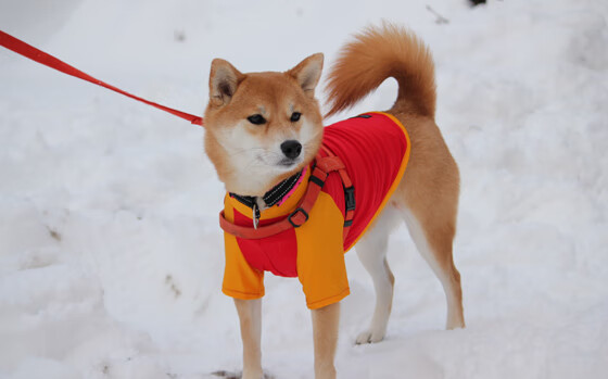 开云体育中国-铁骑踏破关东，里程碑前字母疾驰，两种冲击力诠释现代篮球之美