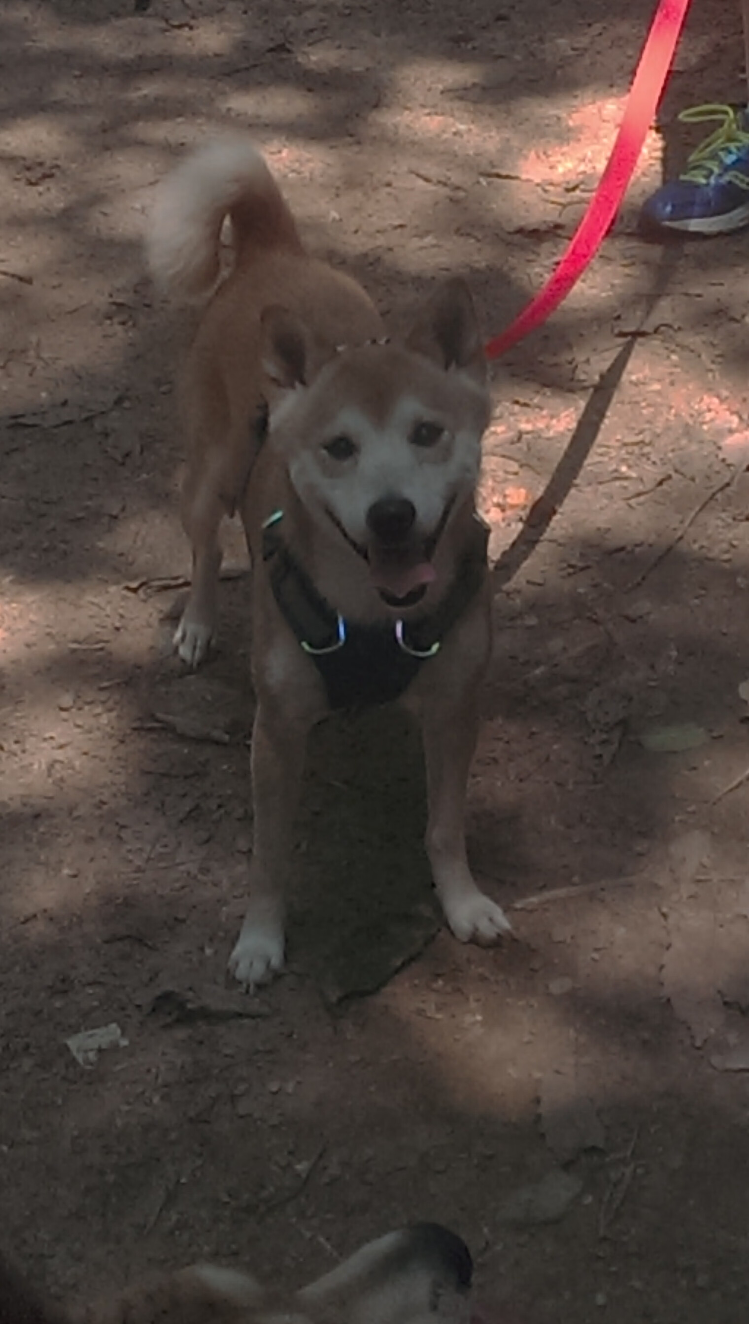 开云体育APP下载-奥斯梅恩爆发，皇家社会强硬终结贝蒂斯不败之梦