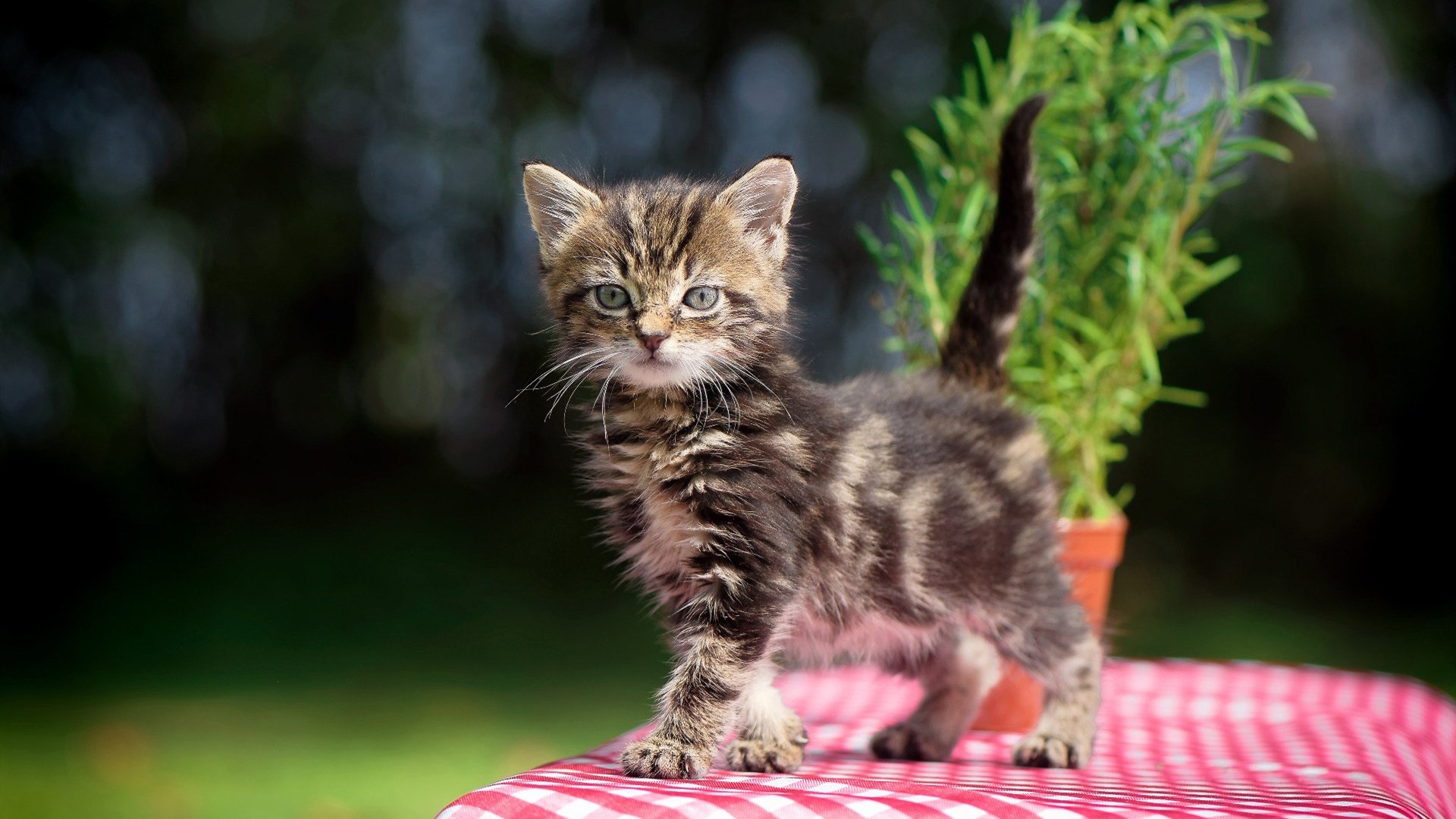 广厦队全面压制勇士创历史，戈贝尔狂砍统治级数据引领胜利