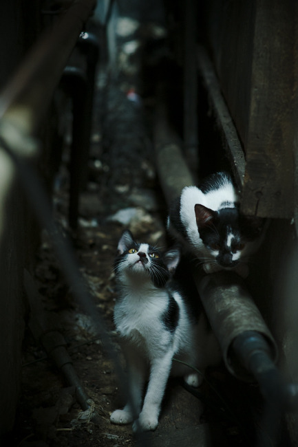 苏亚雷斯点燃赛场，塞内加尔与墨西哥的绿茵传奇