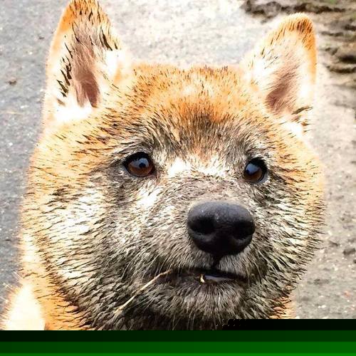 维尼修斯终结魔咒,突尼斯迎来历史性时刻