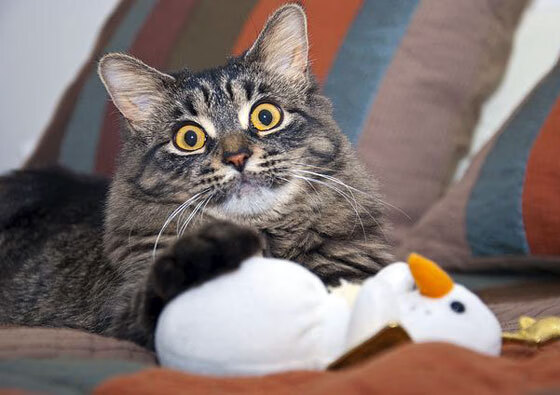 长夜破晓时,奥运关键战夜,阿坎吉于重压淬炼黄金进击