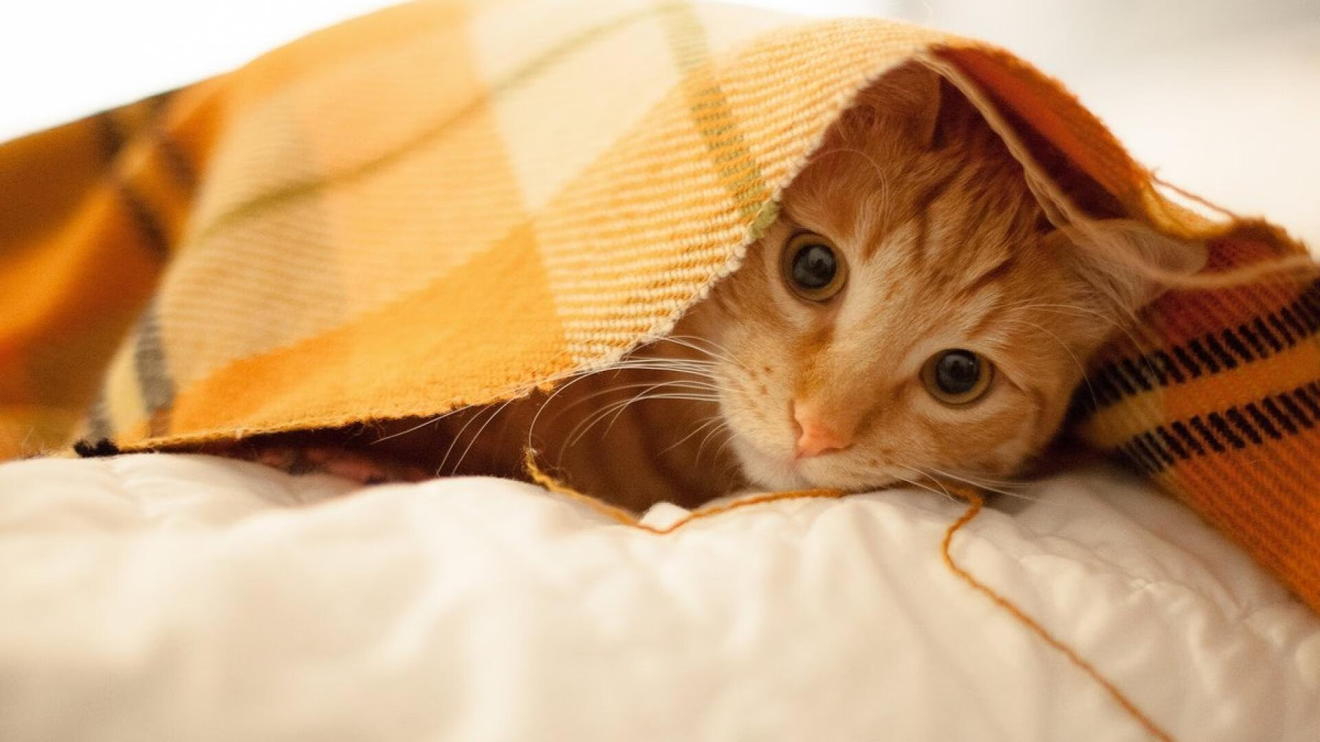 开云APP-绝杀之夜，巴斯托尼如何让曼联的星光黯淡于阿尔及利亚的防守长城下