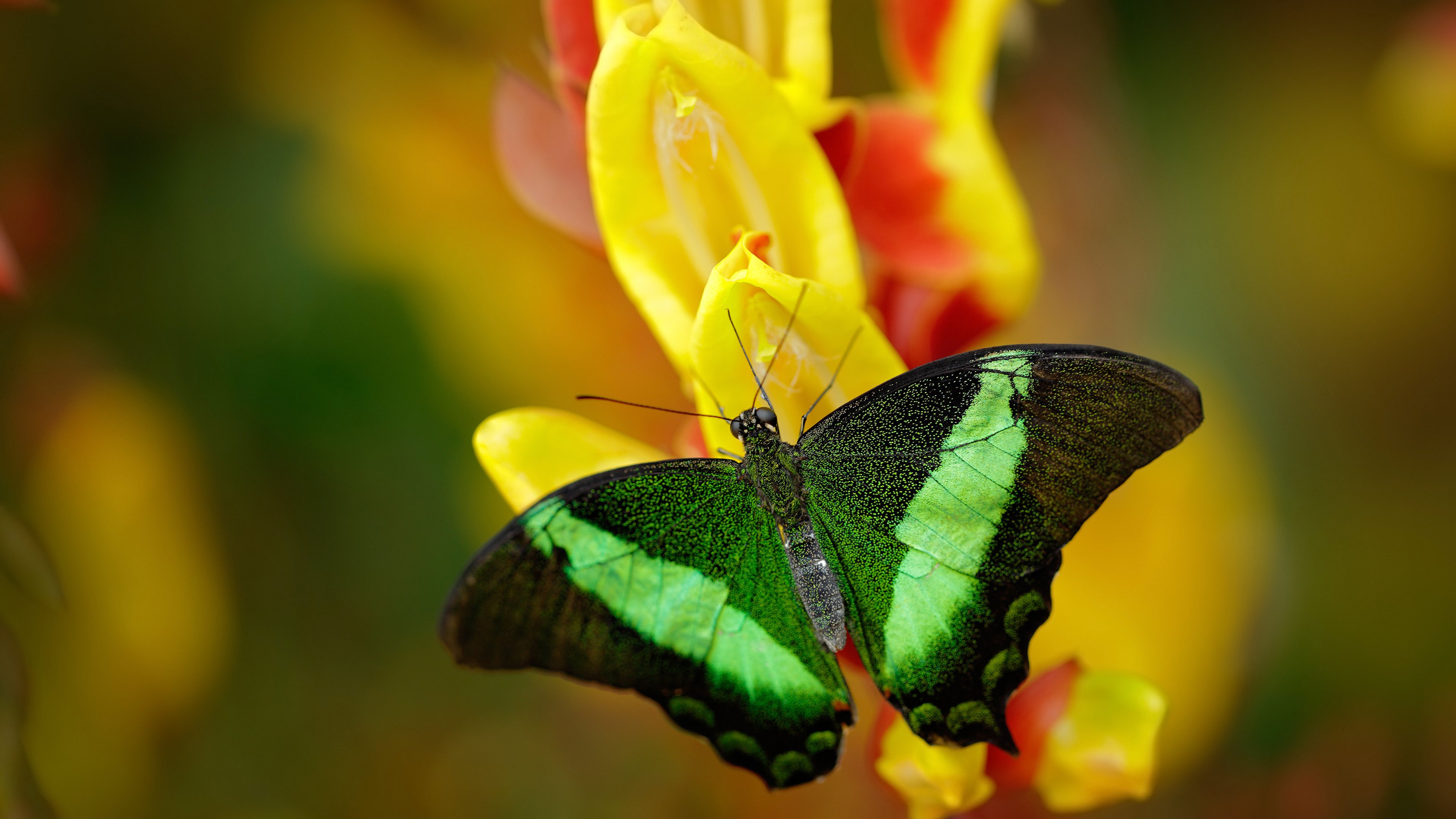 勇士王朝余晖与德甲新王，当库里投出最后一箭，霍勒迪已在柏林加冕