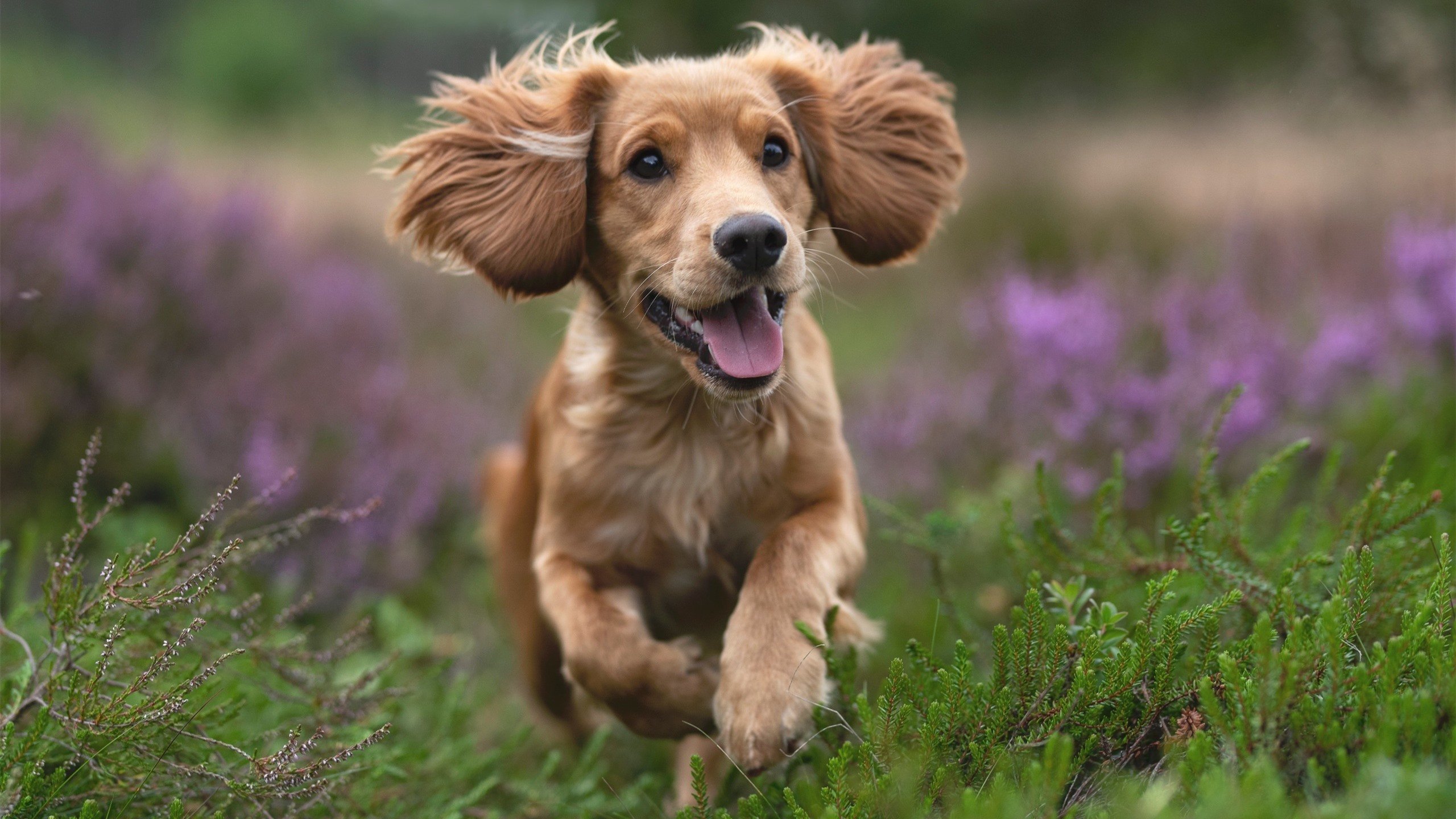 开云APP-詹姆斯致命一击显神威，独行侠群火力压森林狼