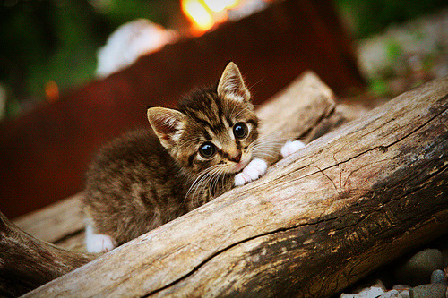 季后赛抢七焦点战，尼斯与智利的血拼对决，谁将笑到最后？