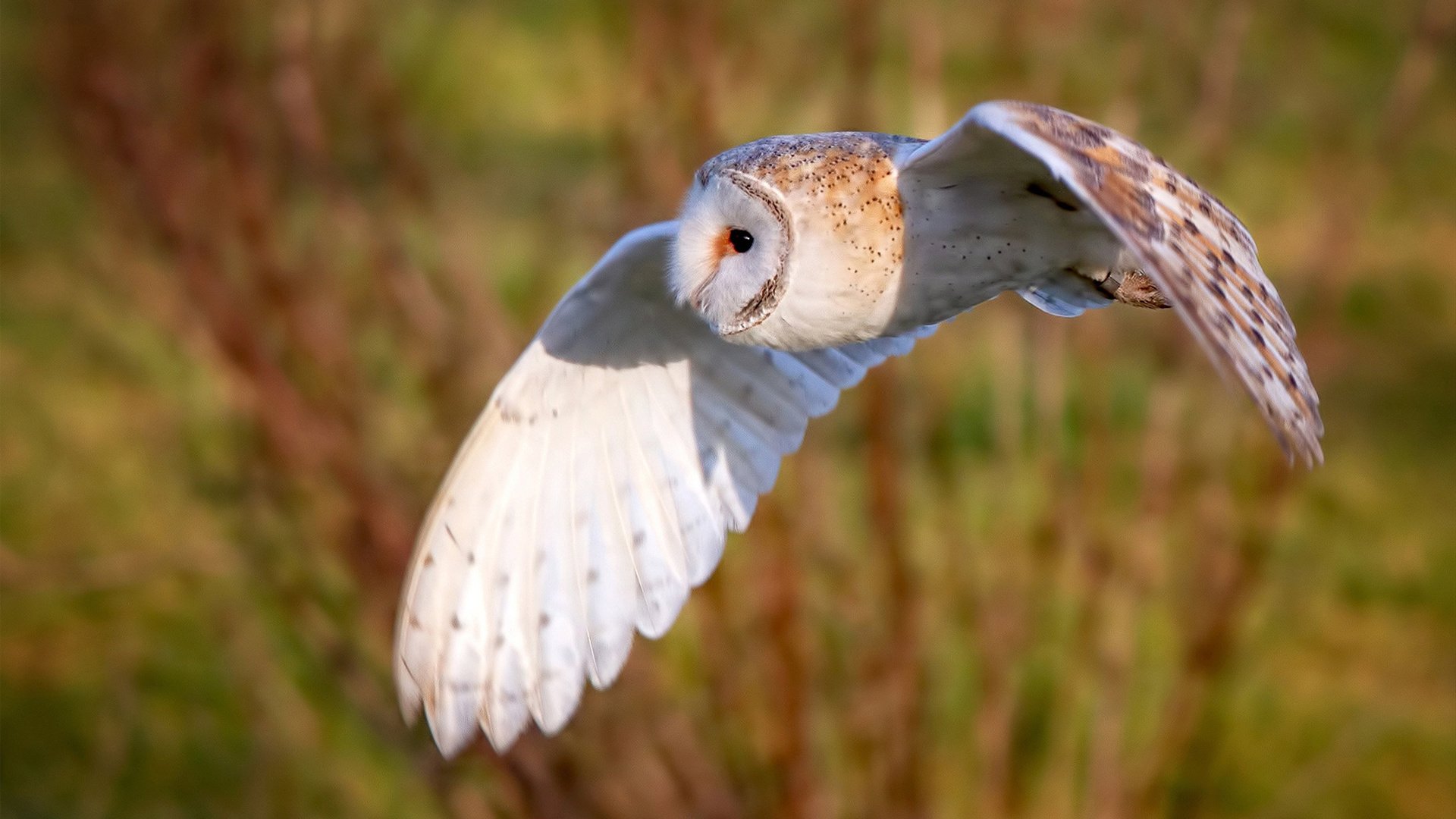 开云体育官方网站-赛道与绿茵场，当F1悬念在加拿大消散，毕尔巴鄂的足球叙事正酣