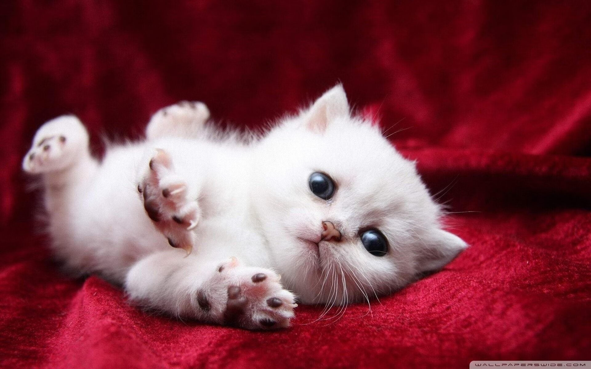 开云官网-灵魂黑曜石，哈利伯顿的救赎之火与开拓者的试炼新生