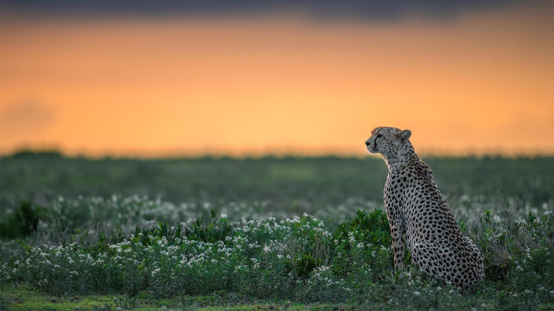 开云体育官方网站-绿茵双城记，卡马文加的崛起之光与乌克兰末节风暴席卷佛罗伦萨