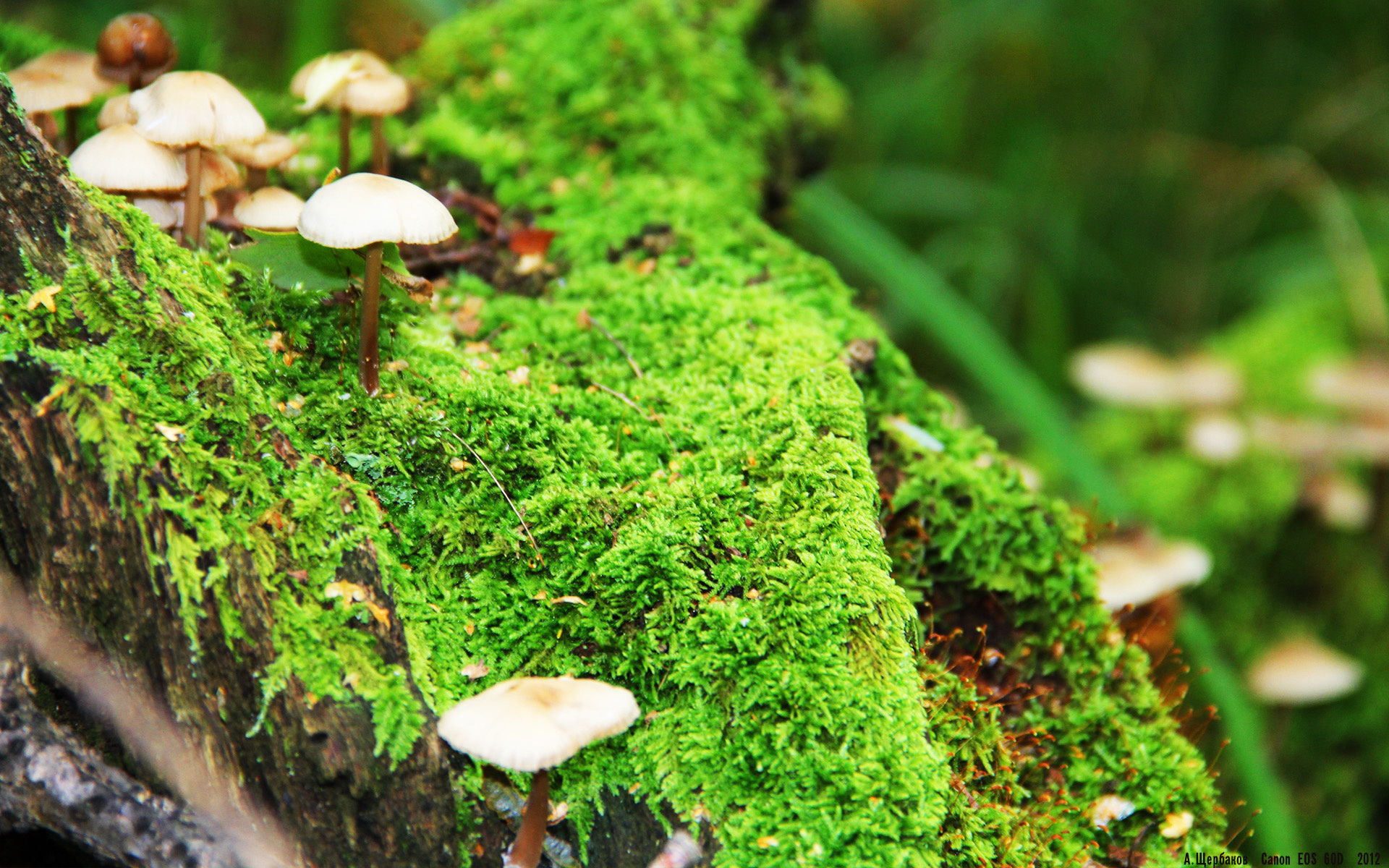 开云体育下载-大场面先生罗德里戈一剑封喉，日本力克马赛展露峥嵘