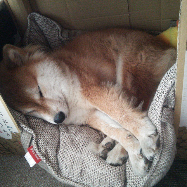 跨界狂想，当哥斯达黎加击溃突尼斯，伊布在NBA季后赛接管比赛