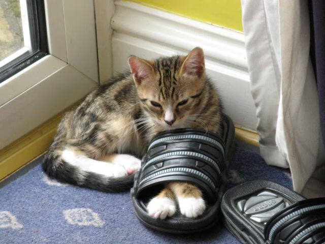 开云体育APP下载-钢铁之网与孤胆英雄，雷霆绞杀掘金，米切尔奥运前夜的华丽独白