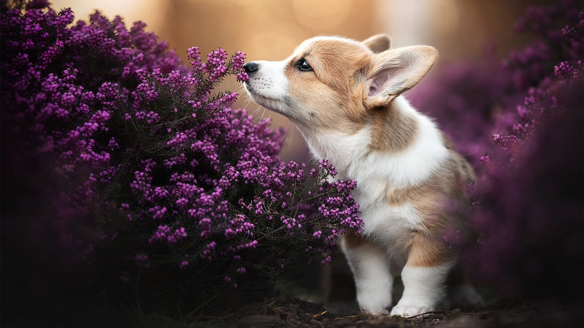破碎压力铸就的冠冕，欧冠半决赛夜，萨拉赫的沉默爆发与王者加冕