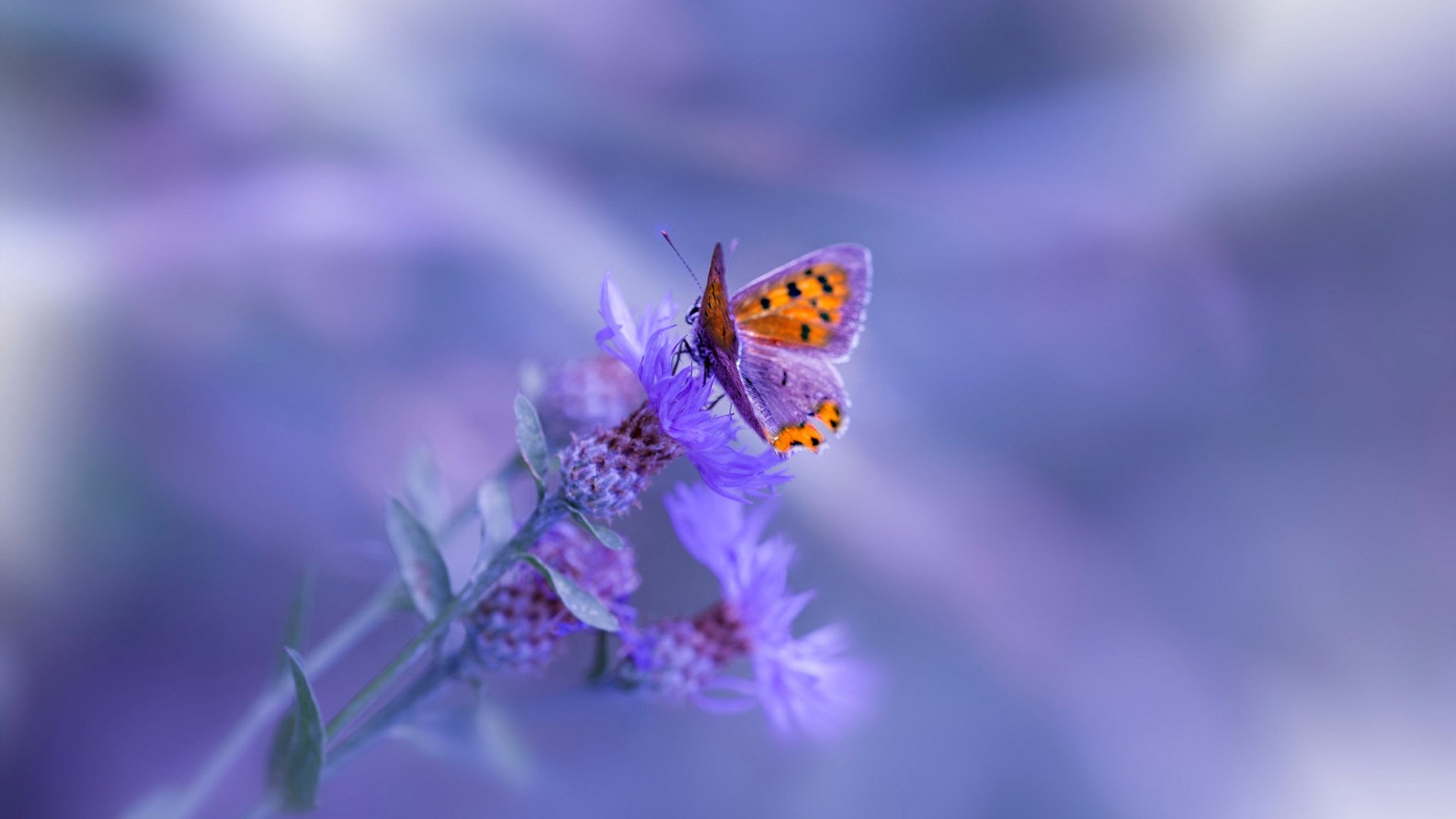 开云体育APP下载-意甲焦点战之夜，三笘薰的锋刃，划破亚欧足球的旧日疆界