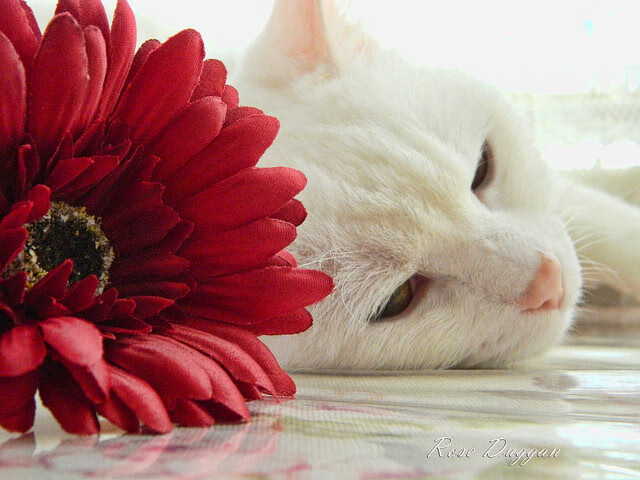 东方力量改写雷霆万钧夜，深圳队制霸美职篮，锡安末节封神定乾坤