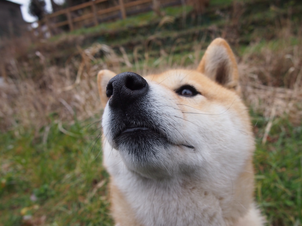 硬仗取胜！尼克斯力克猛龙，哈利伯顿关键先生闪耀